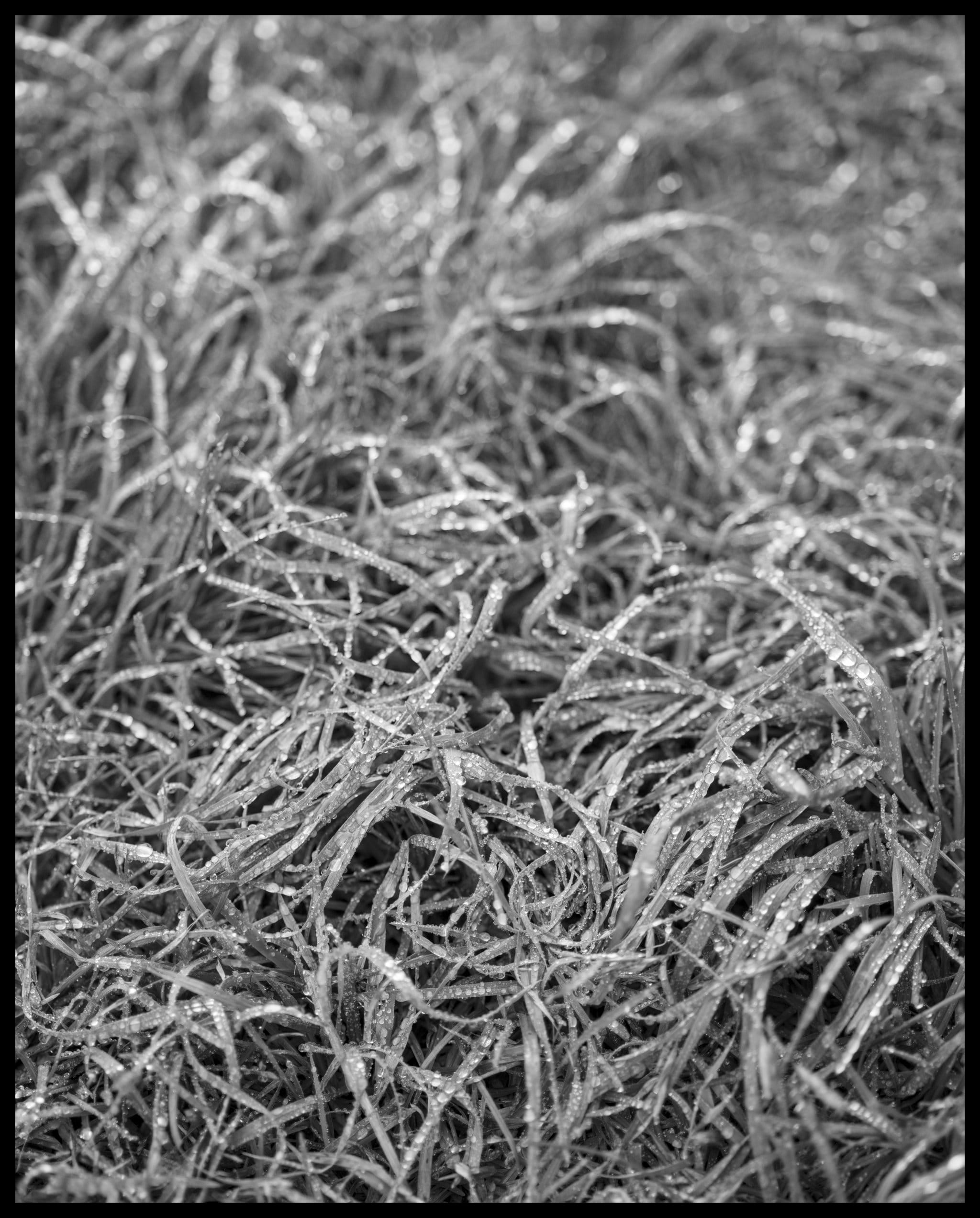 Morning walk: 29 Jan 2025
