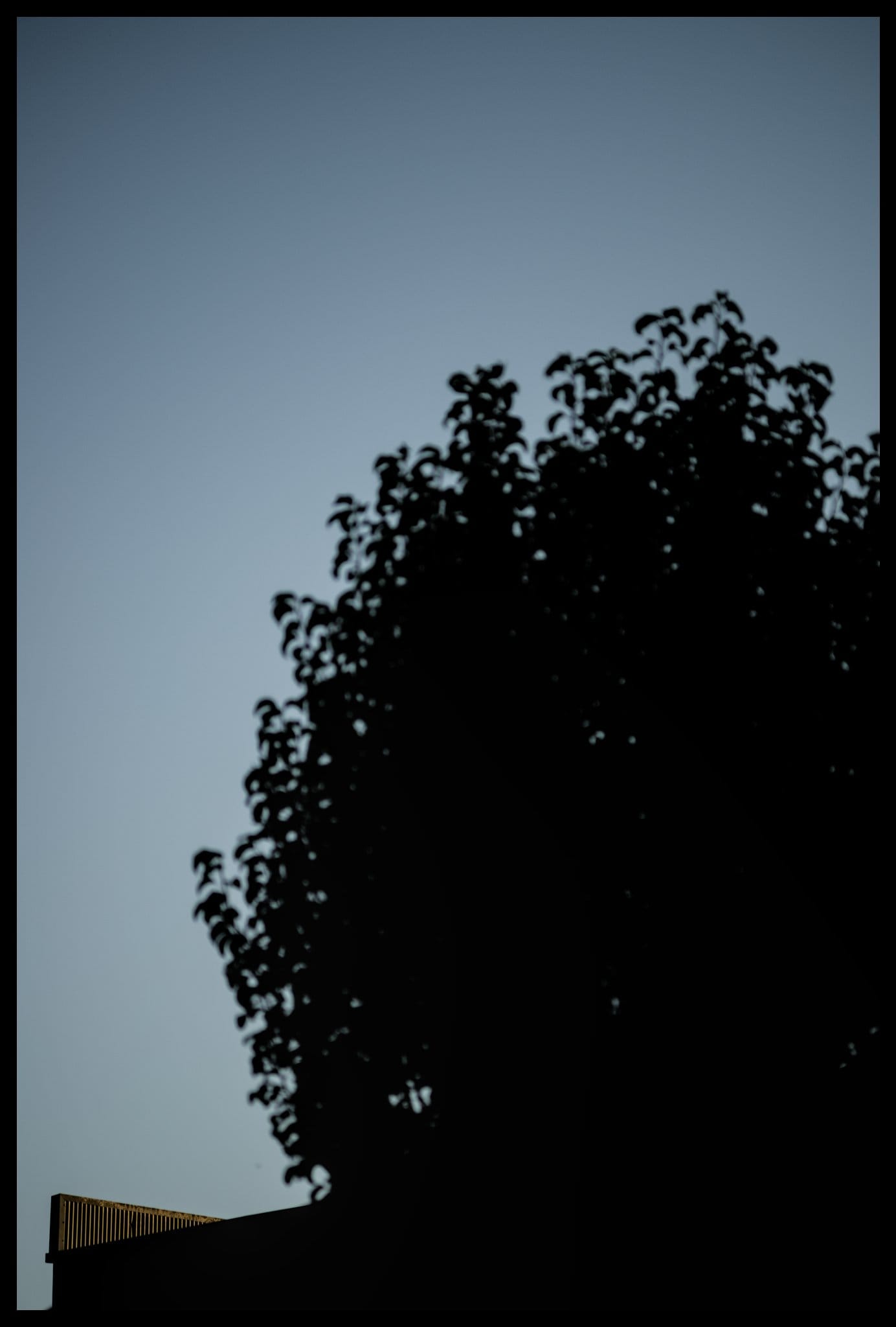 Morning walk: 1 March 2025